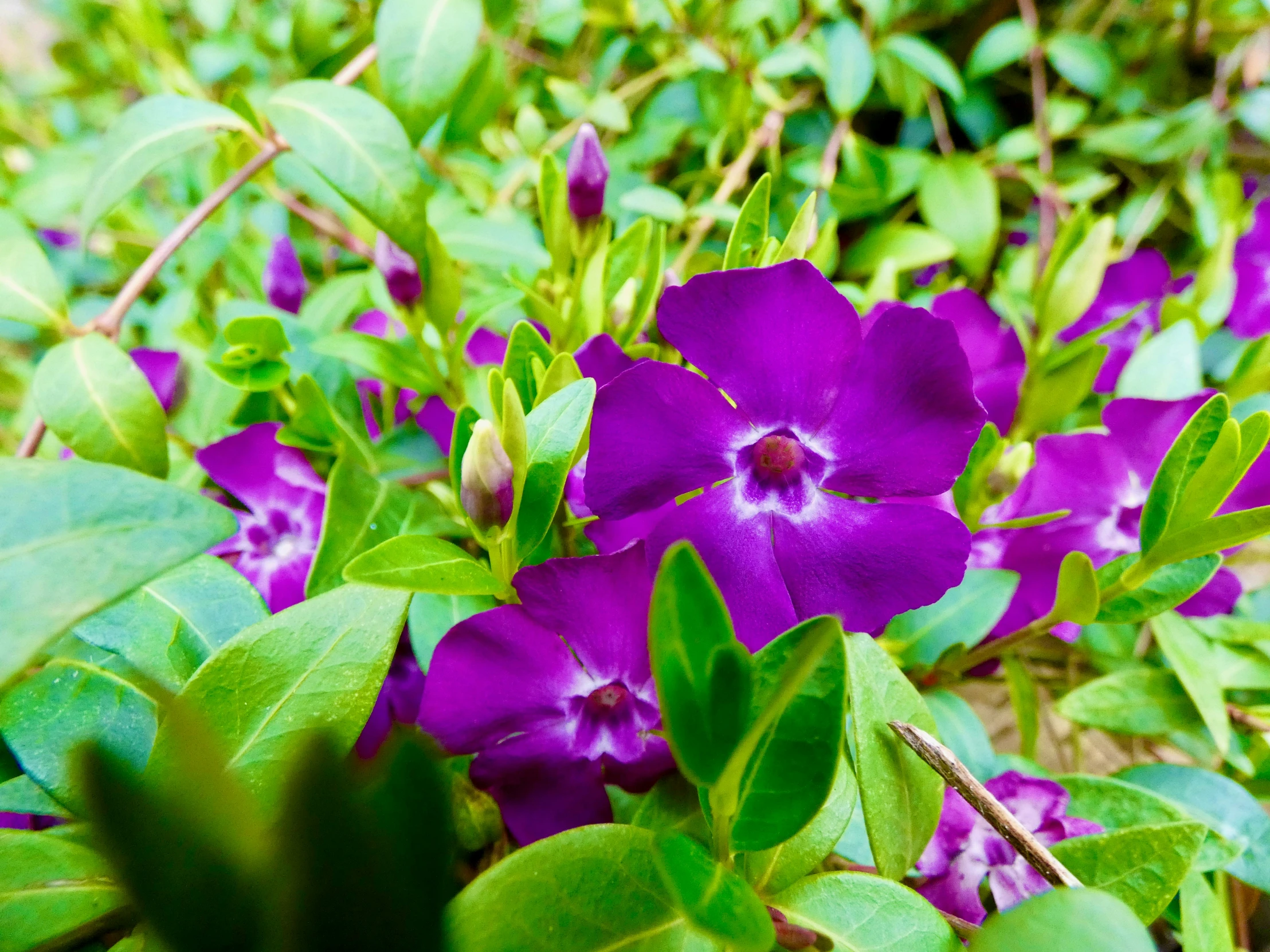 purple flowers growing on the side of the road