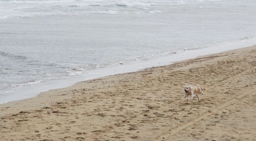 a dog is walking in the sand on a beach