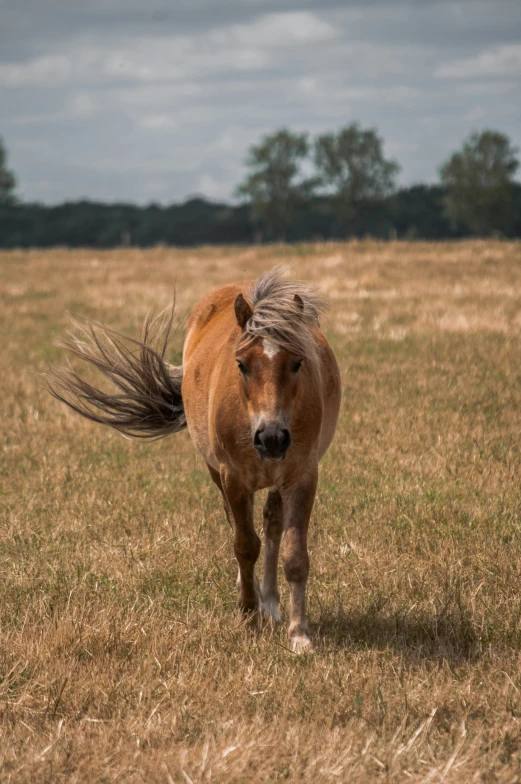 a horse with hair running in the middle of the field