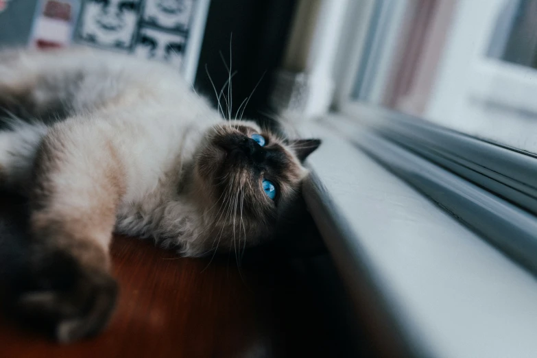 a cat lying on the ground looking out of a window