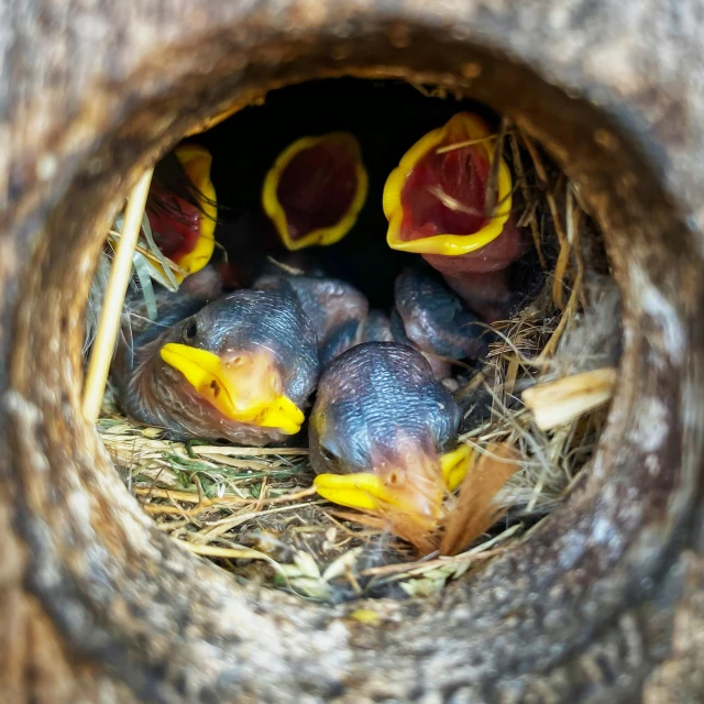 baby birds in the nest of an old tree trunk