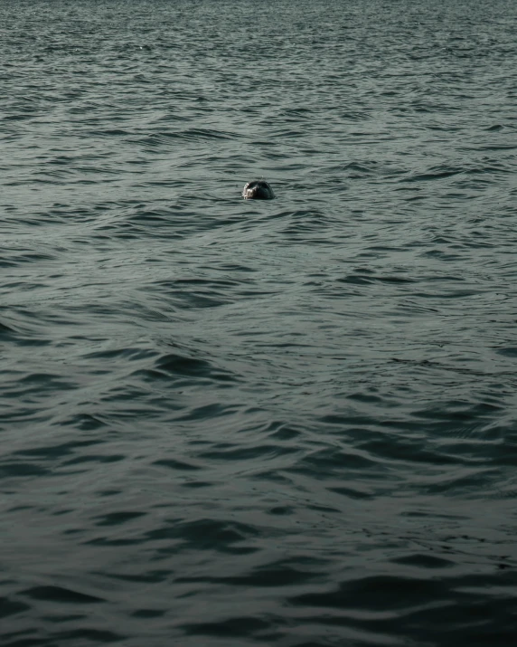 this dog is swimming out to the water