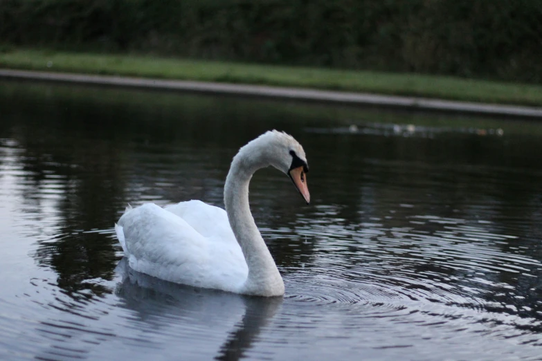 a white swan swimming in the water in front of another duck