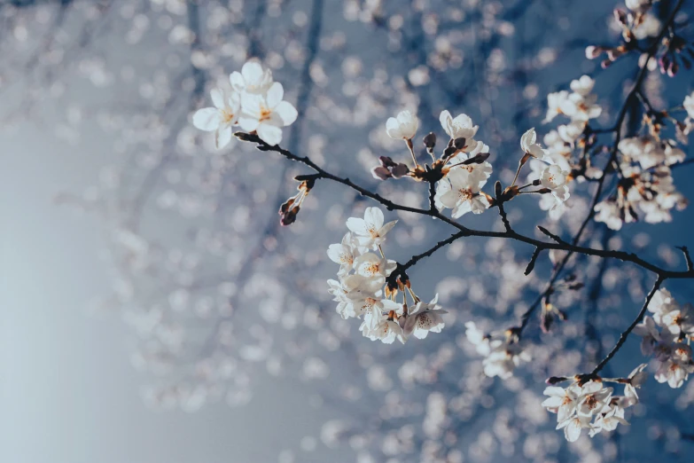 a nch with white flowers in front of a blue sky