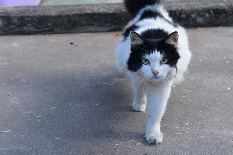 a black and white cat standing next to concrete steps