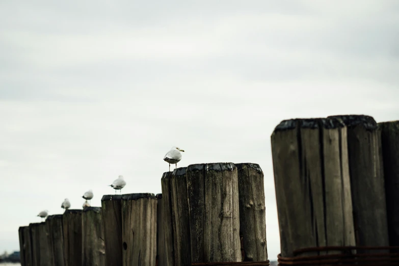 two seagulls sitting on the poles looking at soing