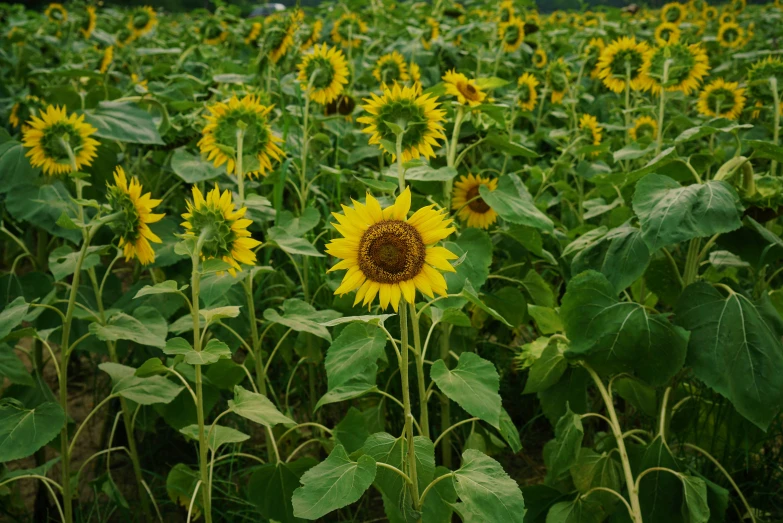 an array of sunflowers with very big leaves