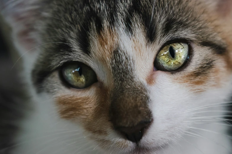 closeup image of cat's face with green eyes