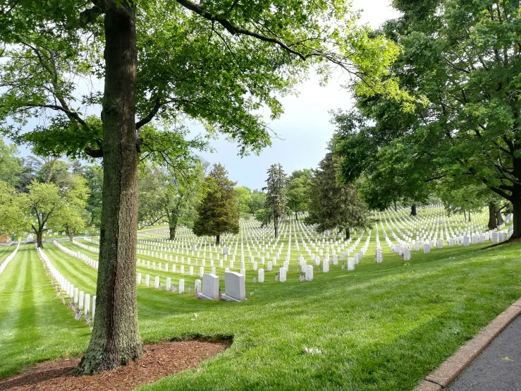 military cemetery with several trees and rows of tombstones