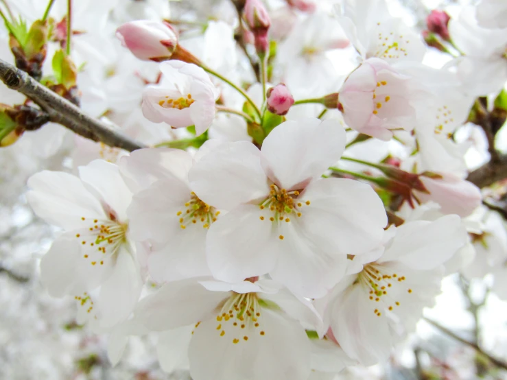 a bunch of flowers that are on a tree