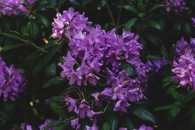 close up of several purple flowers with green leaves