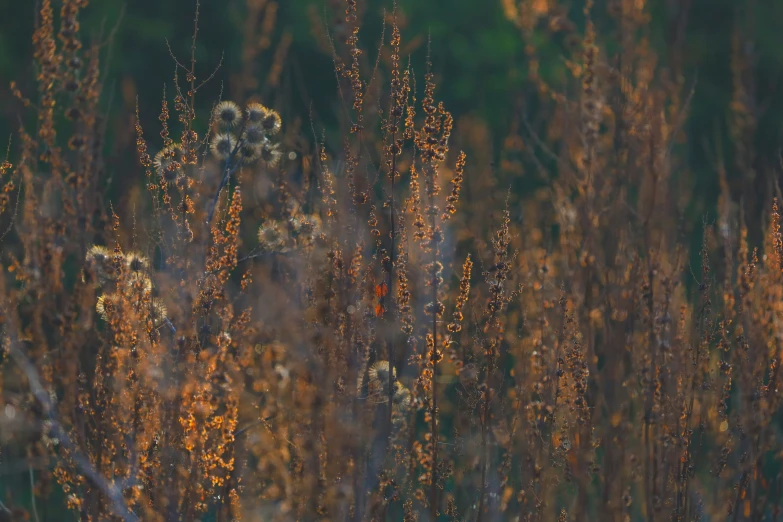 this is an image of grass and weeds