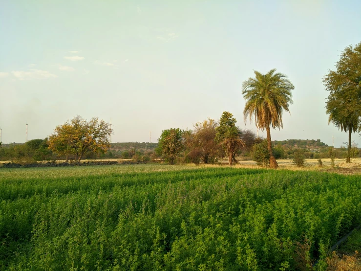 a field with grass and trees on each side of it