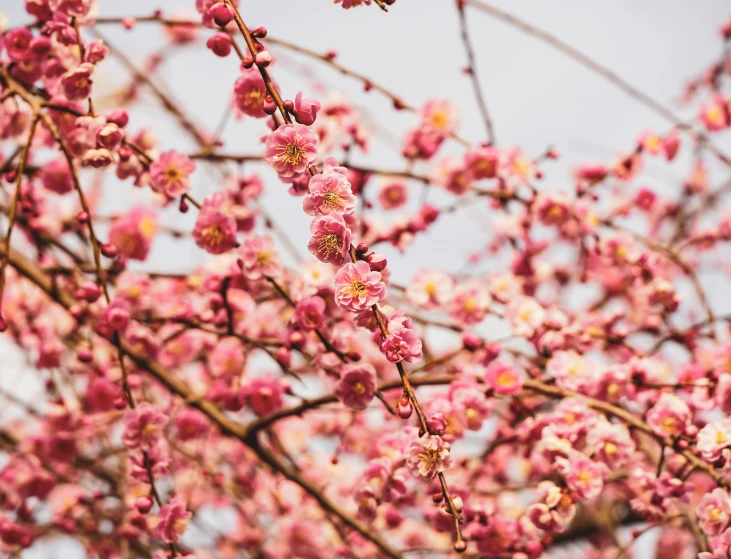 a nch with many small pink flowers on it