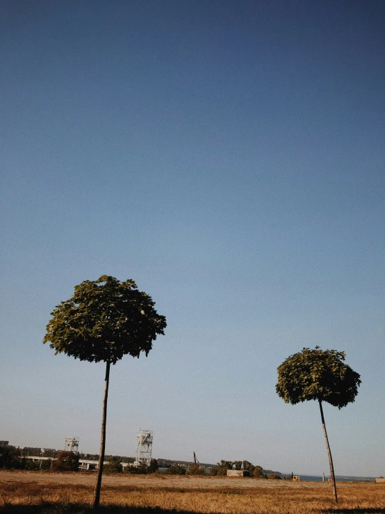 three tall trees in a dry land with a blue sky