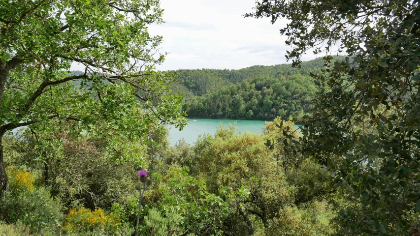 the view of a lake with lots of trees around it