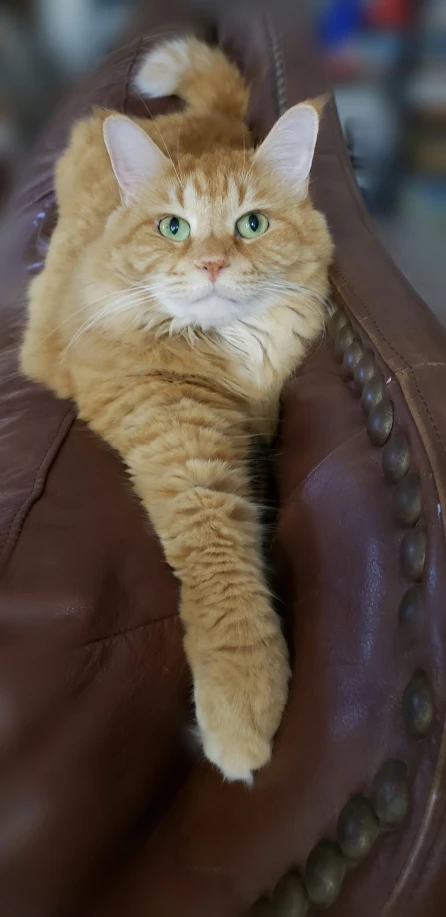 orange kitten in brown leather cushioning on a leather seat