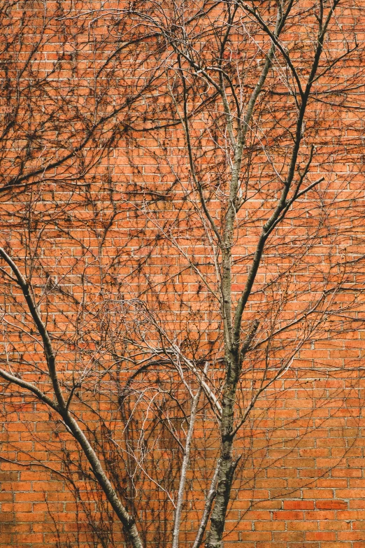 the tree is standing next to a brick wall