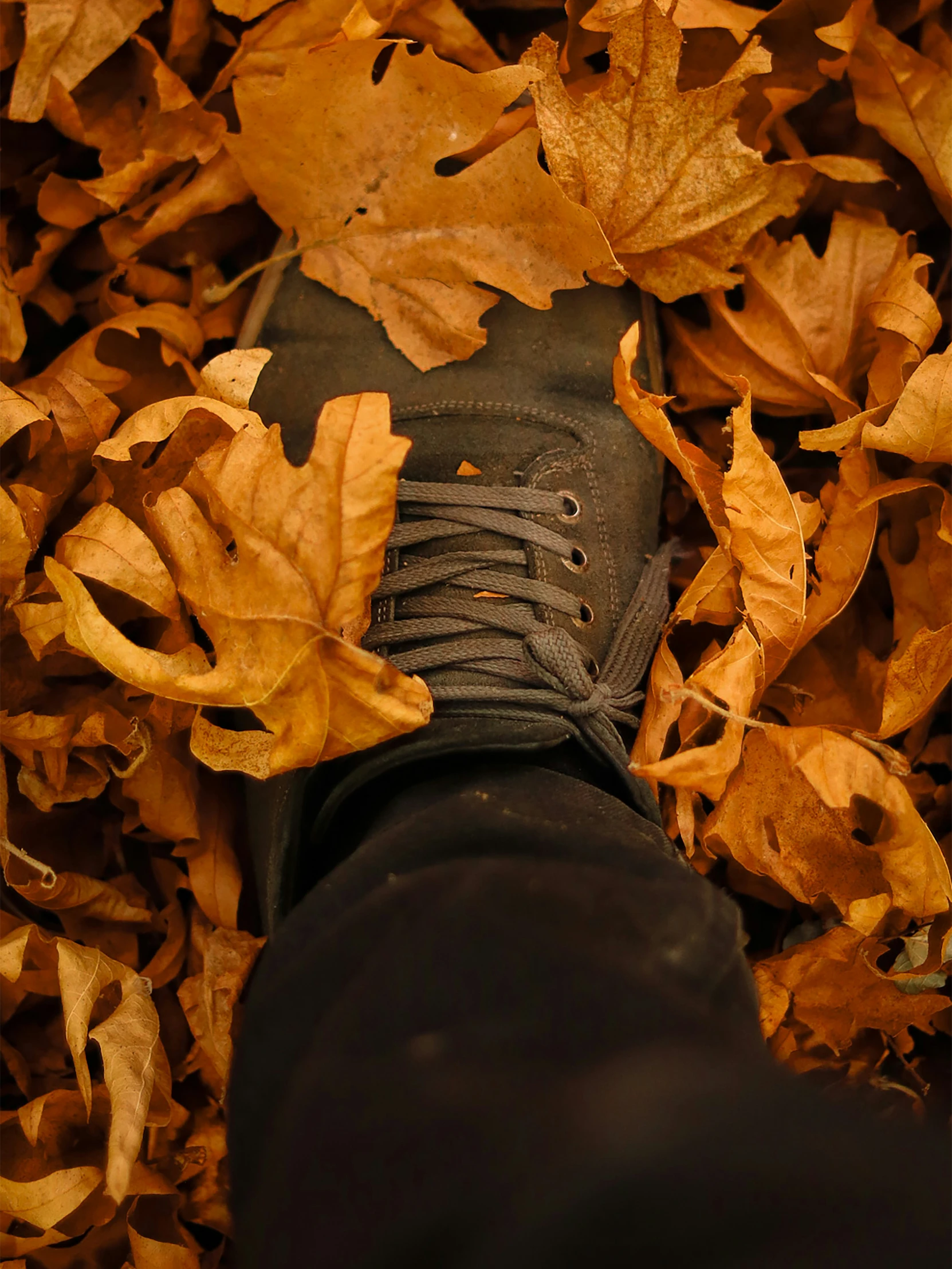 someone is wearing black shoes and the leaves all round him