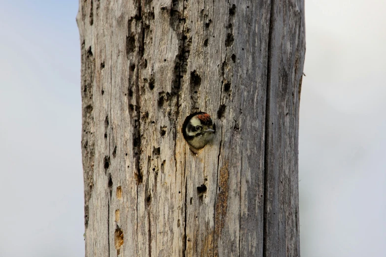 a bird peeks out of a wooden post