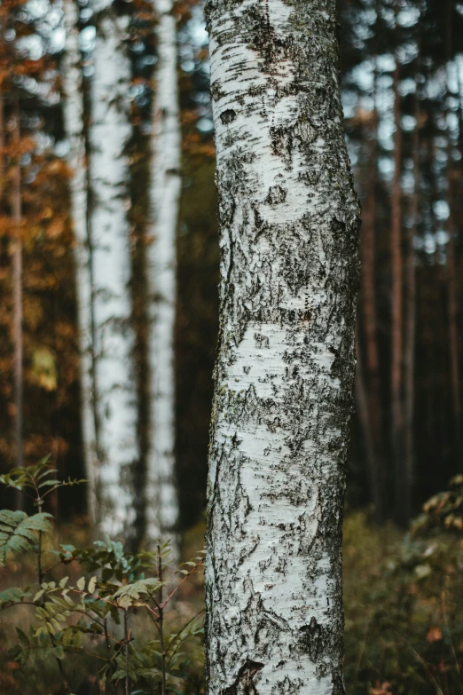 a close up of a tree trunk with many leaves