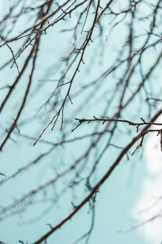 a bird perched on top of a tree nch