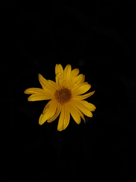 a yellow flower with a black background