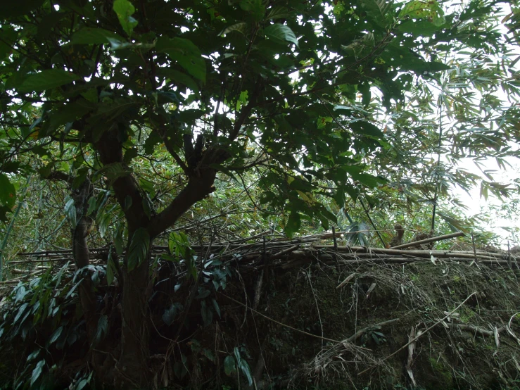 there is a large tree with many green leaves