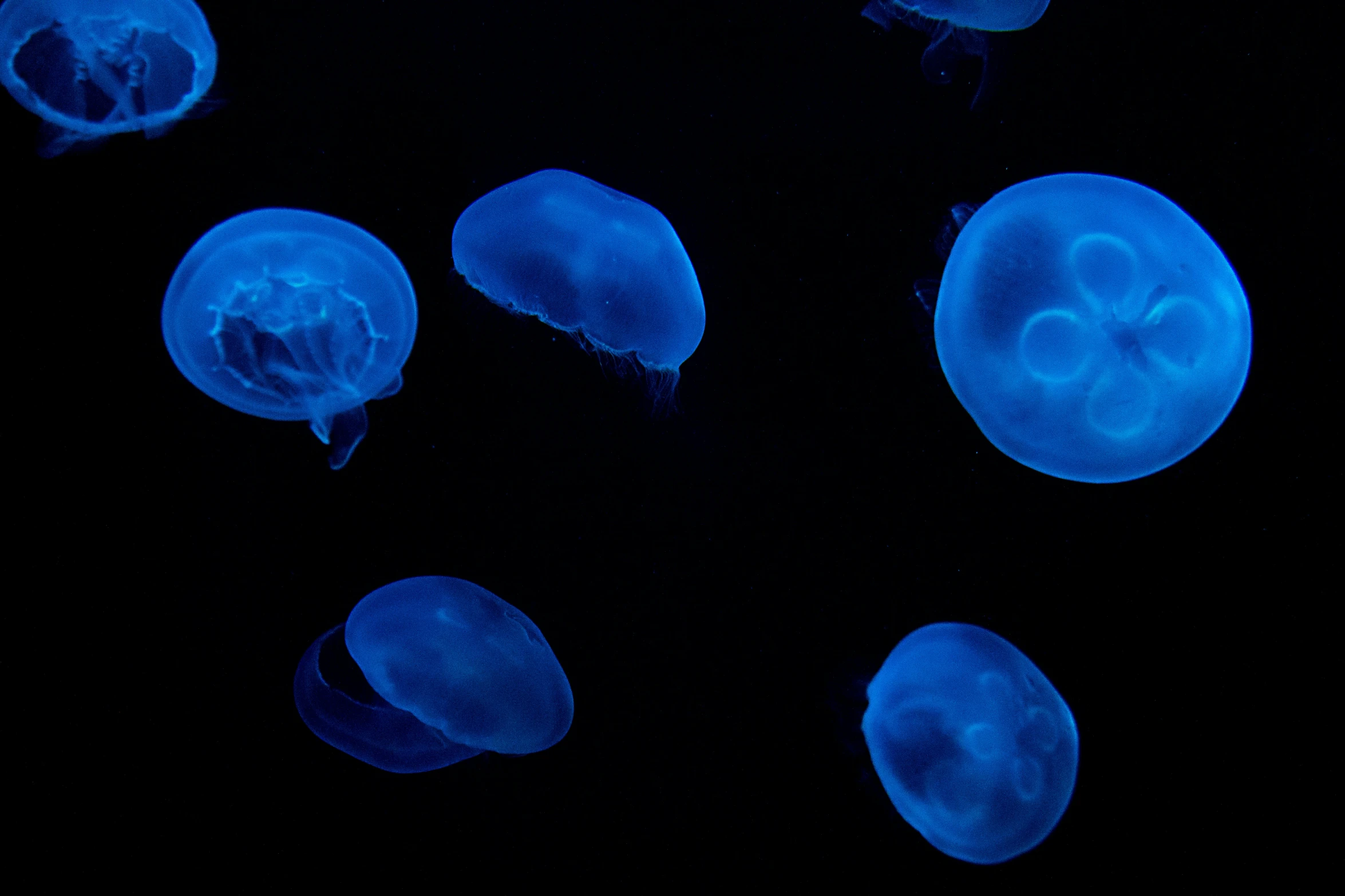 a set of four jelly fish floating in the water