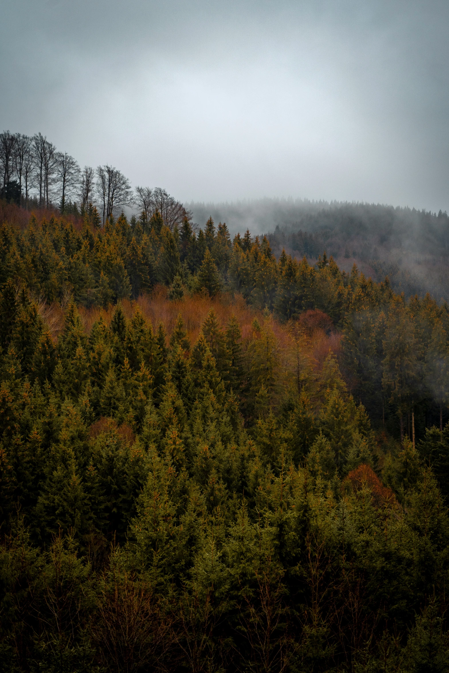 a large open plain with trees and fog