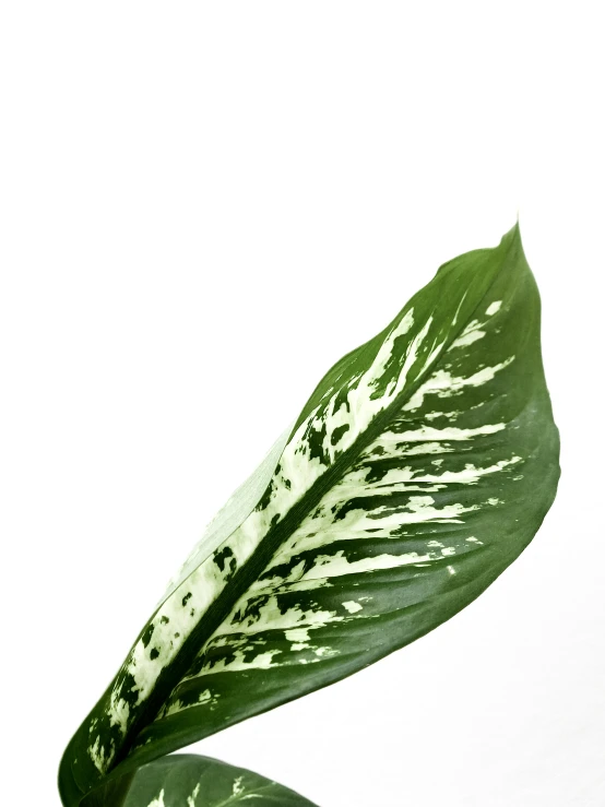 a large green leaf floating on top of water