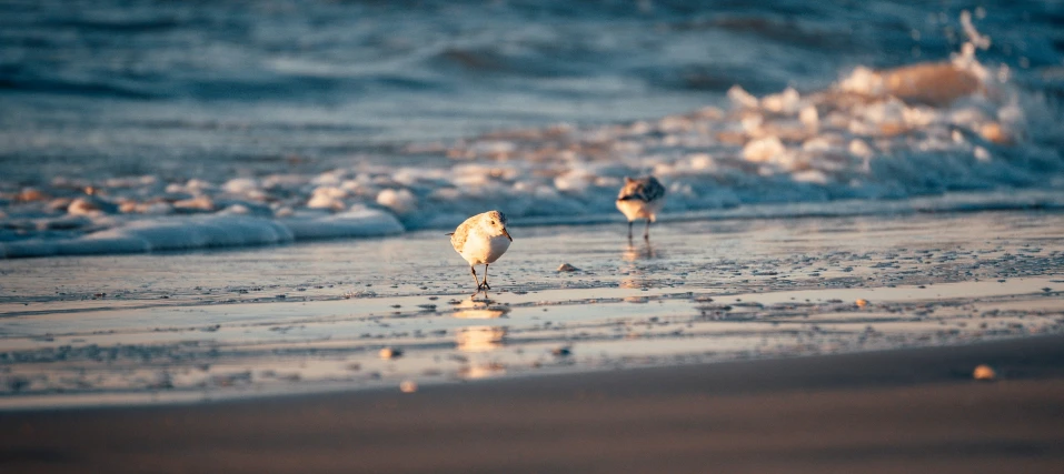 two birds walking on the beach at the edge of the ocean