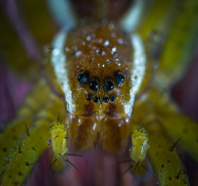 an extreme close up image of a yellow spider