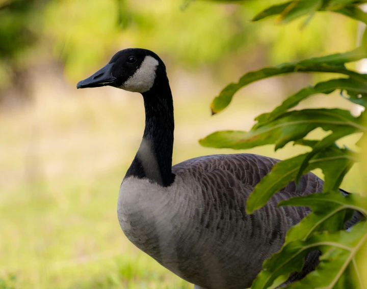 a goose standing in front of some trees