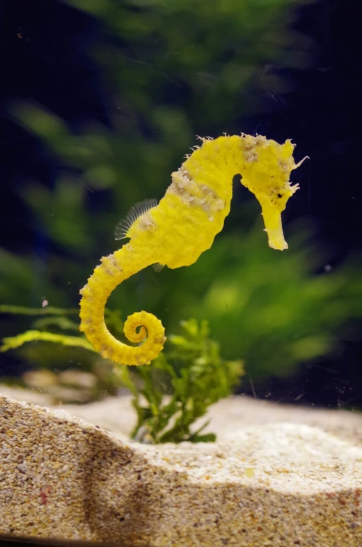 the tail of a sea horse is sticking out of sand