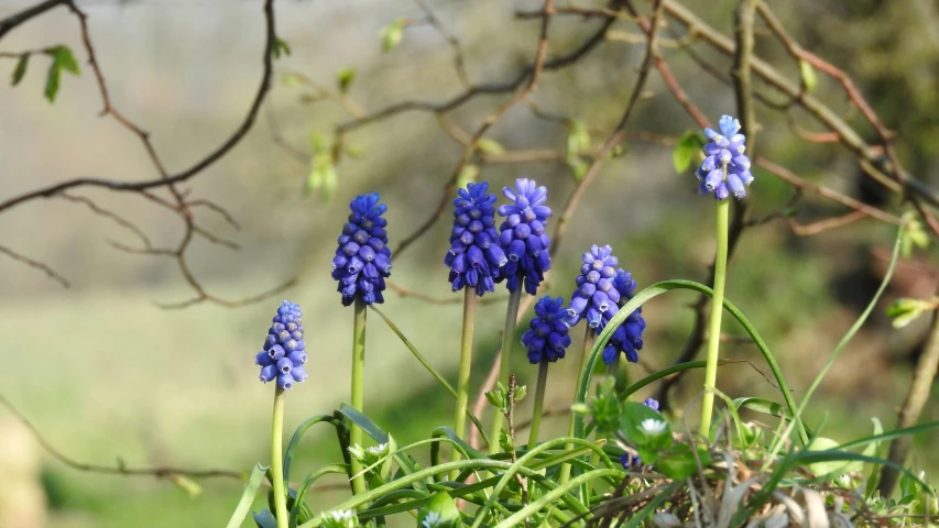 small blue flowers grow on the stem of some grass