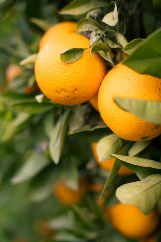 a bunch of oranges that are on a tree