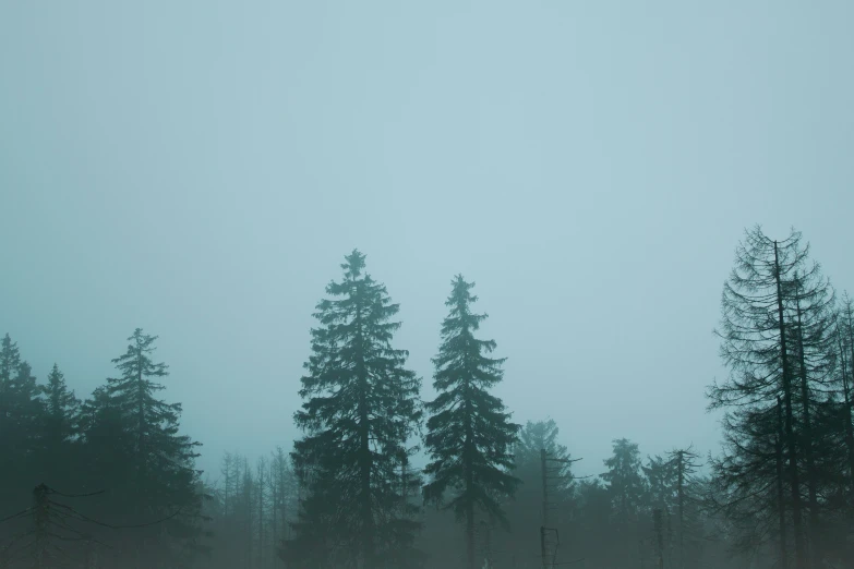 a foggy day in the woods with tall trees