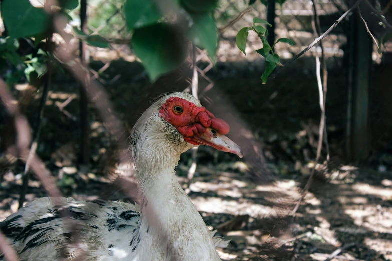 a white and red duck standing in a forest