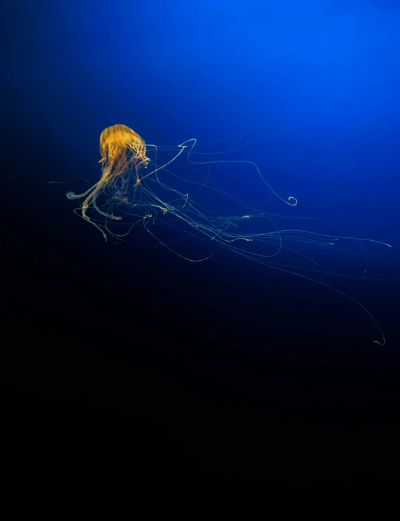 two large yellow jelly fish swimming in deep blue water