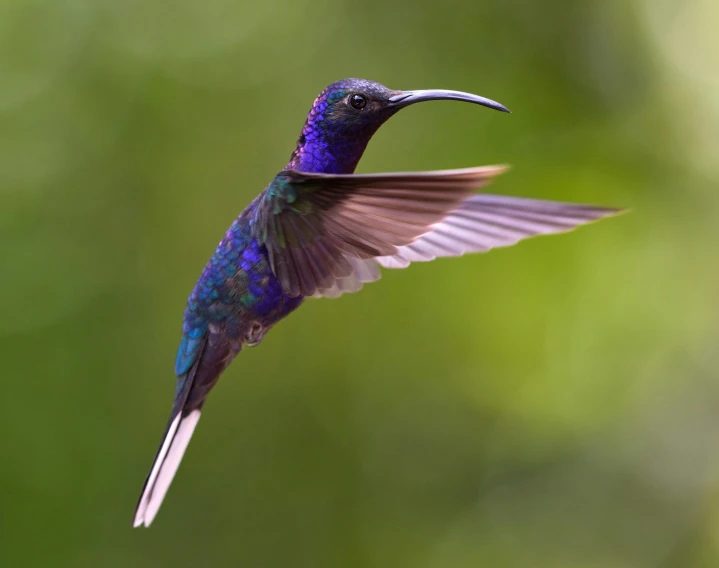 blue and purple bird with large beak on nch