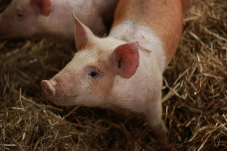 two young pigs that are laying in hay