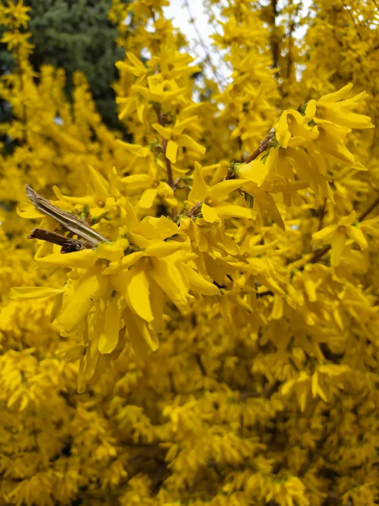 a bunch of yellow flowers blooming on a tree