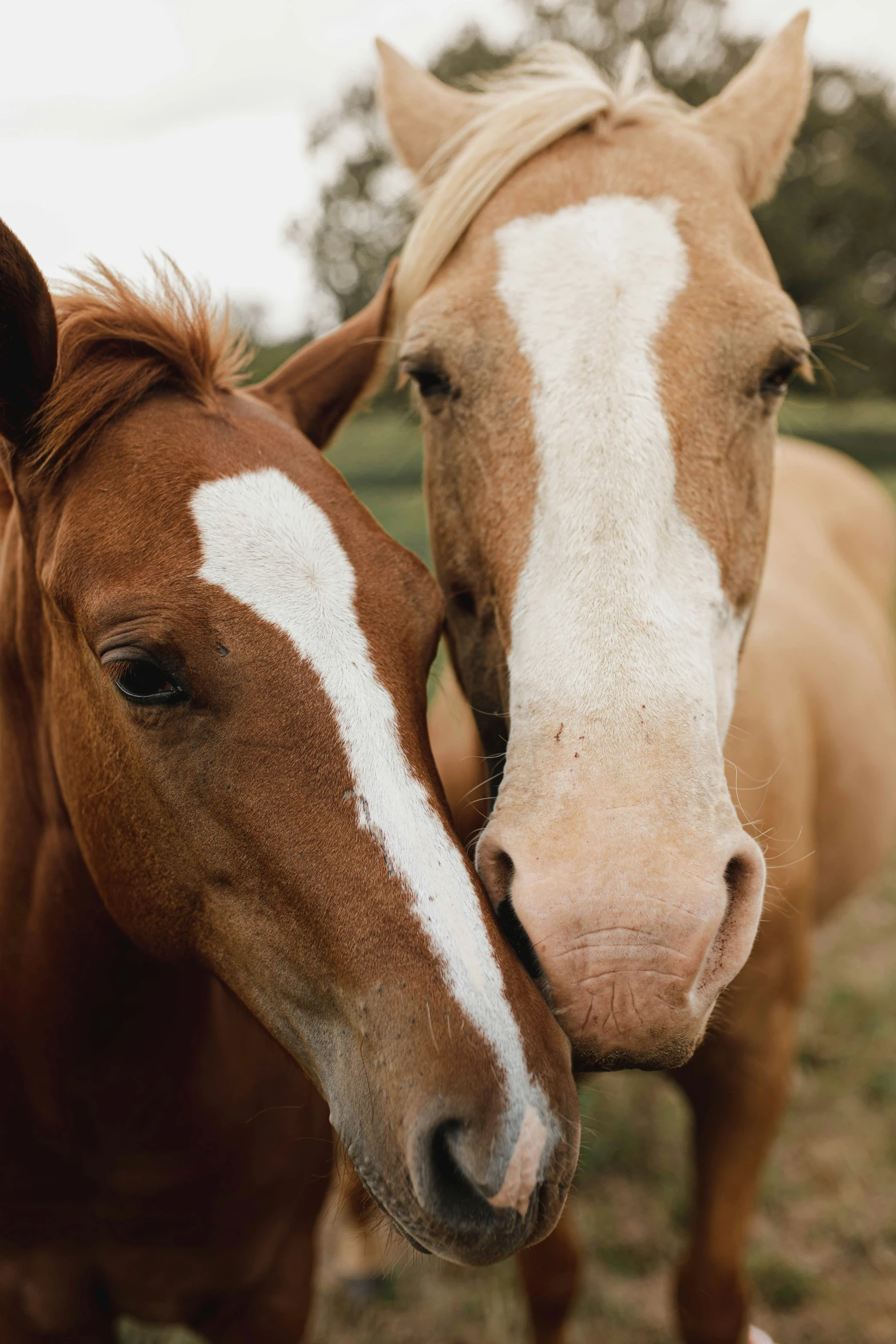 two brown horses touching noses on the other side