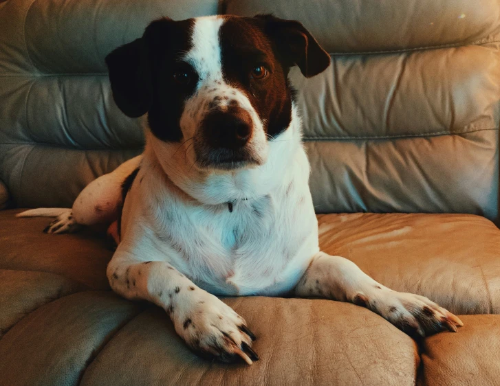 there is a black and white dog laying down on the sofa