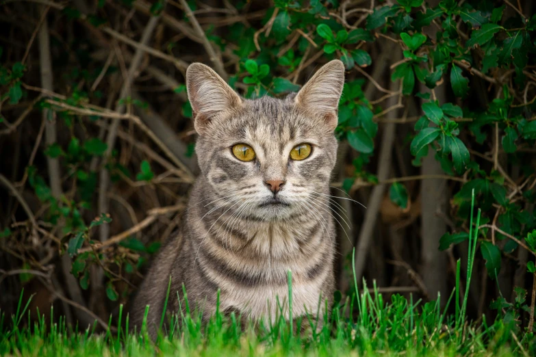 a cat that is looking at soing with very pretty eyes