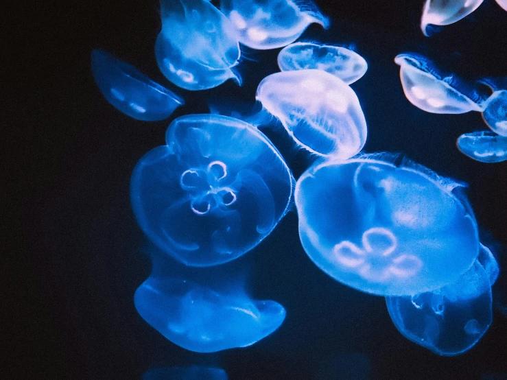 a bunch of jelly fish floating in the water