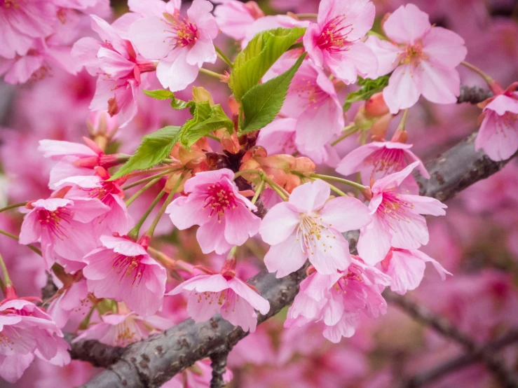 a blooming tree with bright pink flowers and leaves