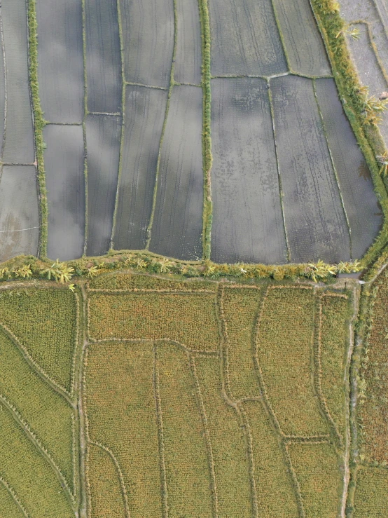 an aerial view of a grassy area with two rows of plants