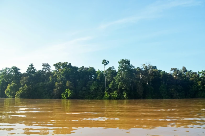 a brown river in front of a bunch of trees